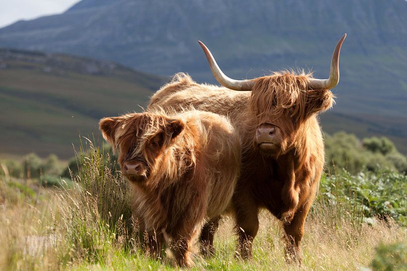 Kuh, Highlanders, Schottland von Desiree Tibosch