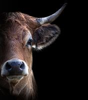 Portrait d'une vache