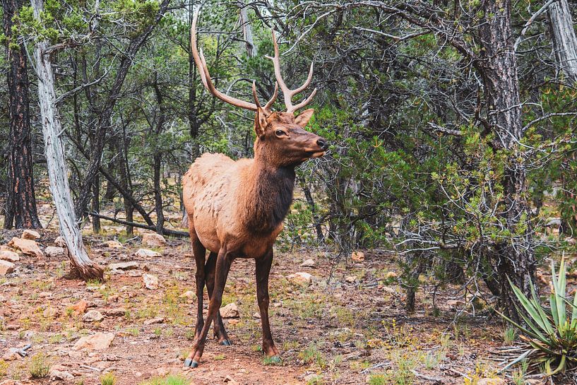 Chevreuils par Annette van Dijk-Leek