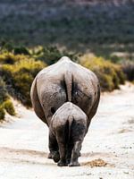 Eine Nashornmutter mit ihren Jungen