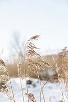 Palmengras schön ausgesetzt an einem Wintertag