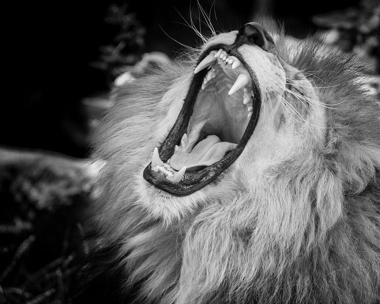 Portrait of a male lion in black white by ManfredFotos