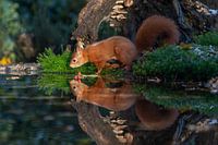 Squirrel with mirror image in sunlight