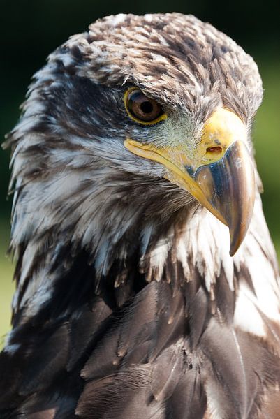Weißkopfseeadler von Jarno Pors