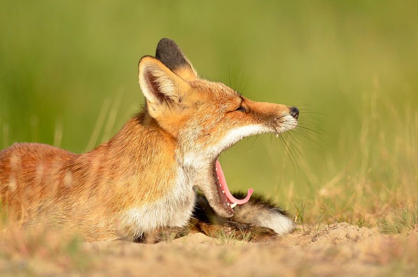 Renard à lunettes par Gerjo Horsman