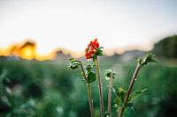 Rode Dahlia met waterdruppels
