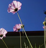 Paarse bloem Christchurch Nieuw Zeeland