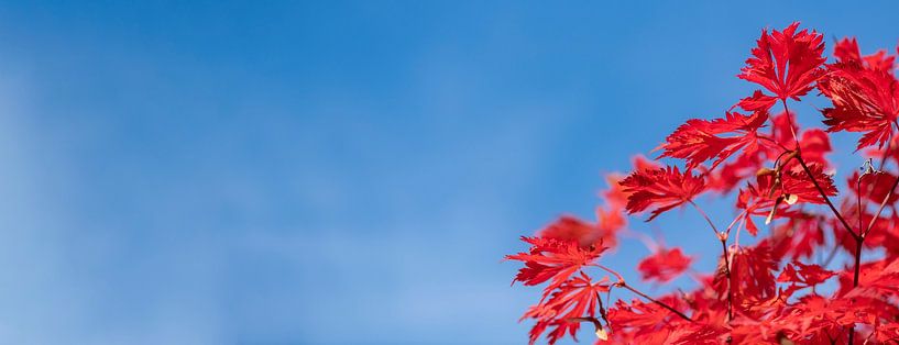 Rote Blätter vor tiefblauem Himmel von Alexander Baumann
