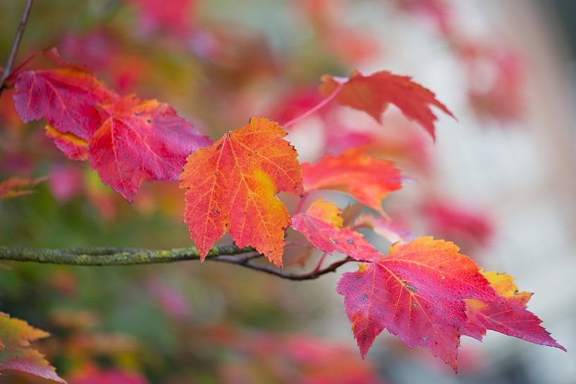 Herfstbladeren in roze-rood by Monique Hassink