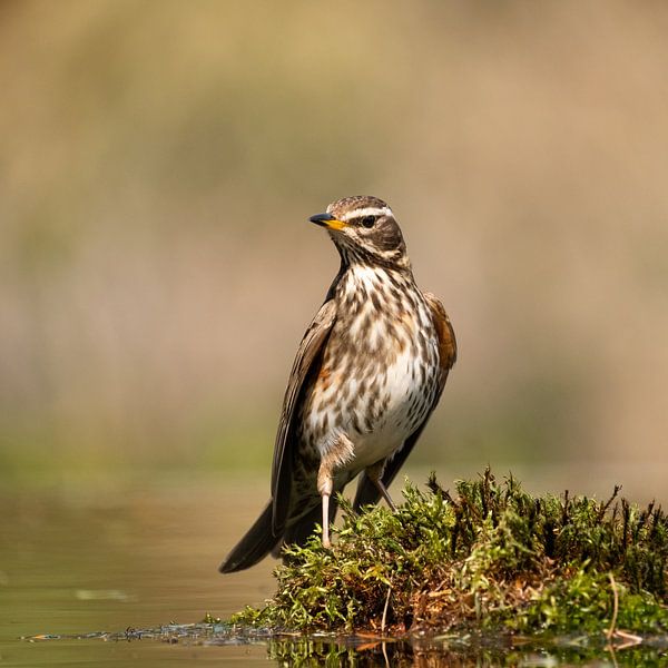 Koperwiek by Elly van Veen