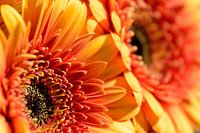 Gerbera's