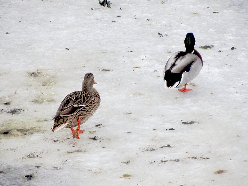 Eenden op het ijs bij de vijver par Nicky`s Prints