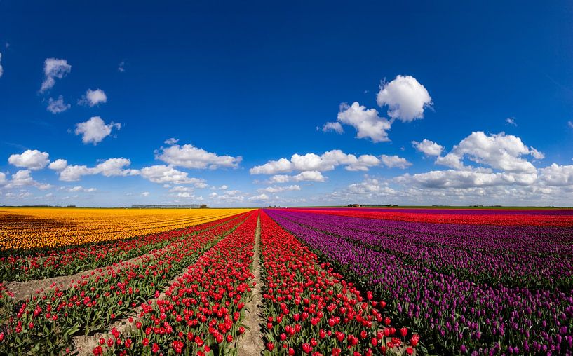 Flowering tulip fields in the Groningen countryside by Gert Hilbink