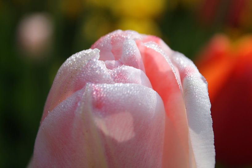 Le soleil du matin par de buurtfotograaf Leontien