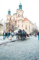 Pferde auf dem Alten Platz in Prag