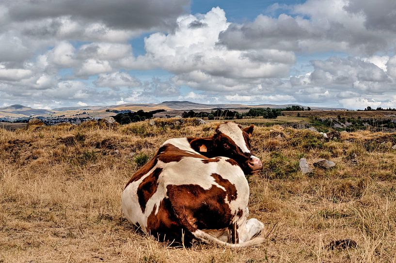 Schön und faul. von Mark Regelink