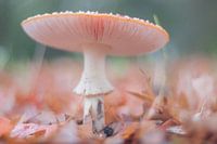 Prachtige vliegenzwam