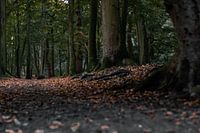 Dunkle Stimmung Herbst Wald