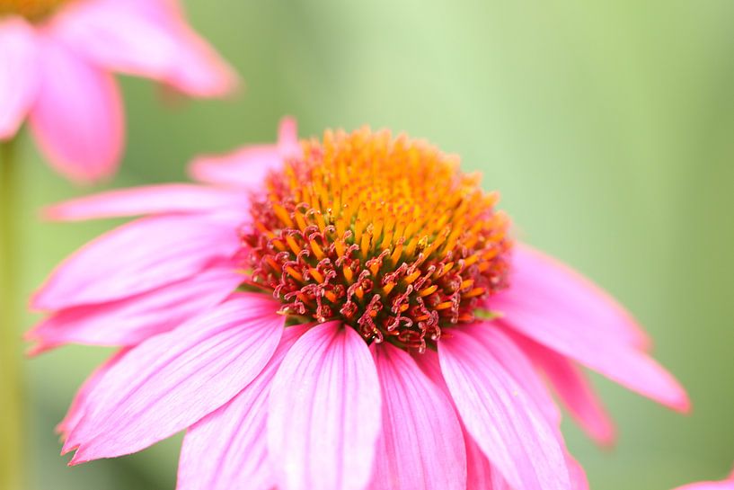 Pink rudbeckia (sun hat) by Bärbel Severens