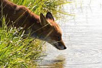 Drinking fox