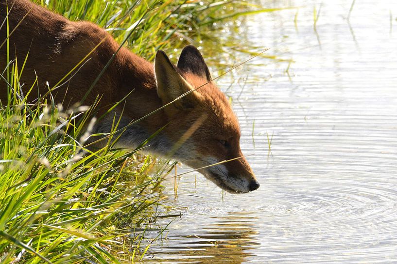 Renard buveur par Aart Reitsma