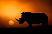 Rhino Sunrise