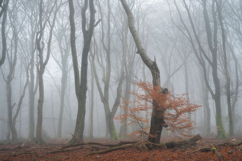 Misty Speulder forest with a touch of autumn colour by Raoul Baart