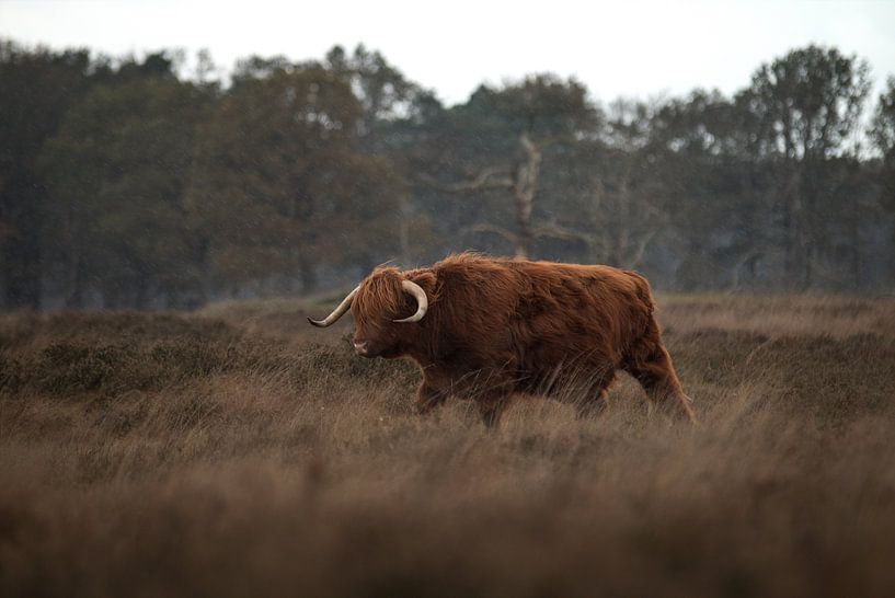 Highlander écossais par Hannah Bovenkamp