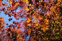 Baumkronen mit roten und gelben Blättern