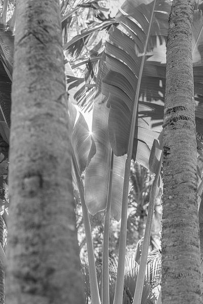 Sun Gazing by DsDuppenPhotography