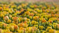 Yellow wagtail on the tulips.