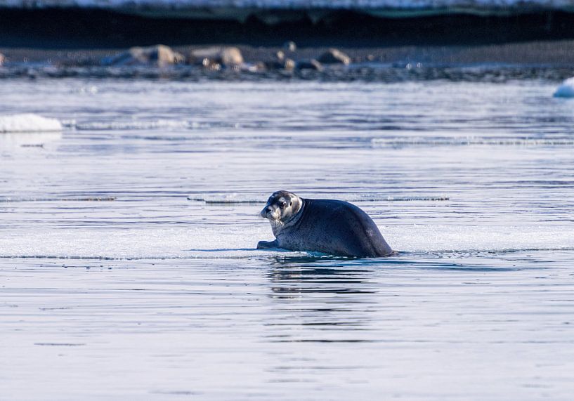 Siegel von Merijn Loch