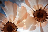 Blumen Makro-Infrarot