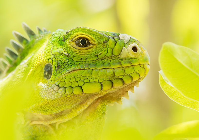 Antillen-Leguan zwischen Blättern auf St. Eustatius von Thijs van den Burg