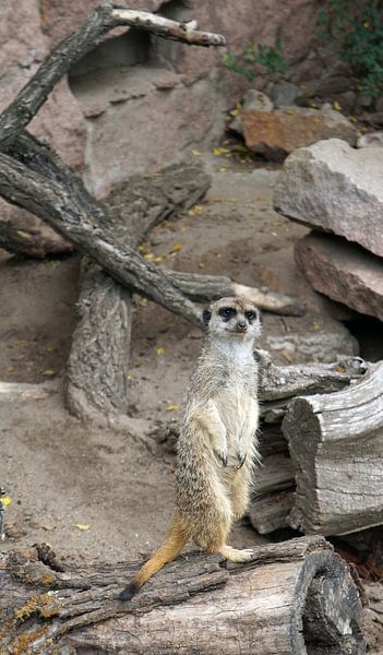 Suricate par Babetts Bildergalerie