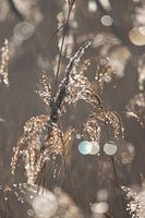 Reeds of silver and gold