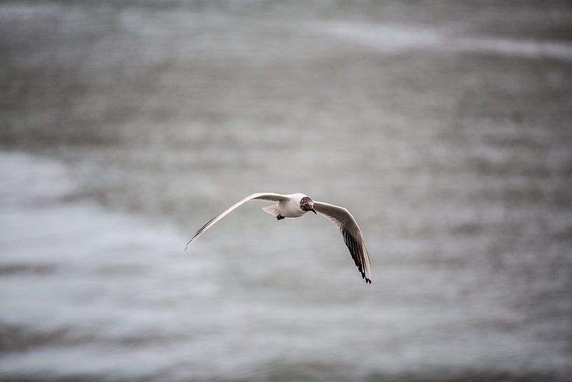 Lisbon by Eric van Nieuwland