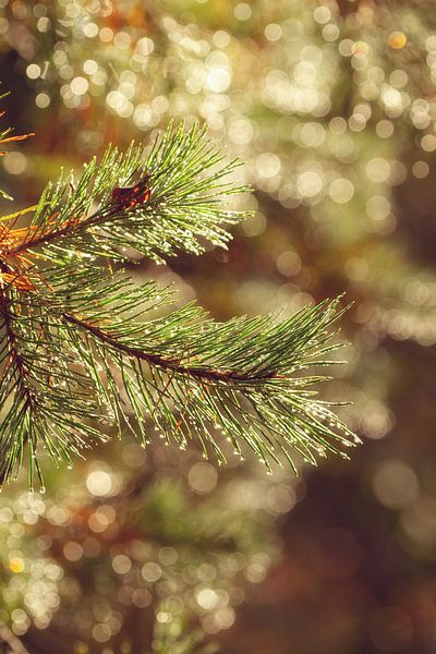 Tannenzweig und Lichter Teil 1 von Monique van Genderen (in2pictures.nl fotografie)