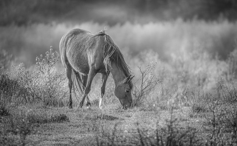Black white wild horse Deelerwoud by JorDieFotografie