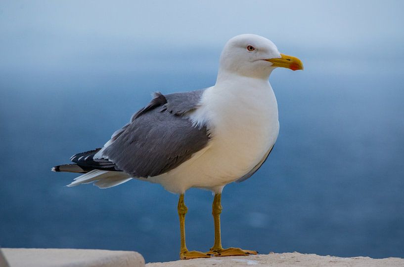 Seagull in front of blue sea by Fartifos