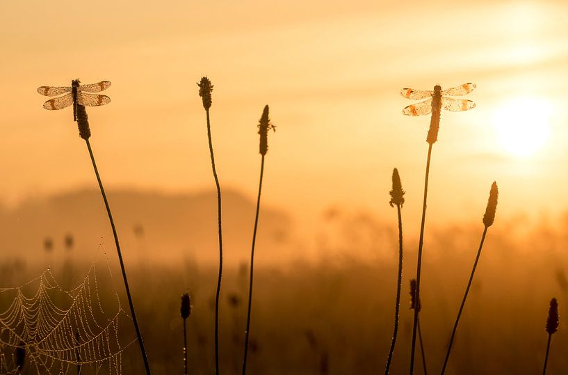 Banderolage des côtes au lever du soleil par Erik Veldkamp