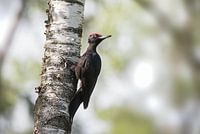 Pic noir suspendu à un bouleau