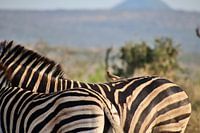 Vogel auf dem Rücken eines Zebras