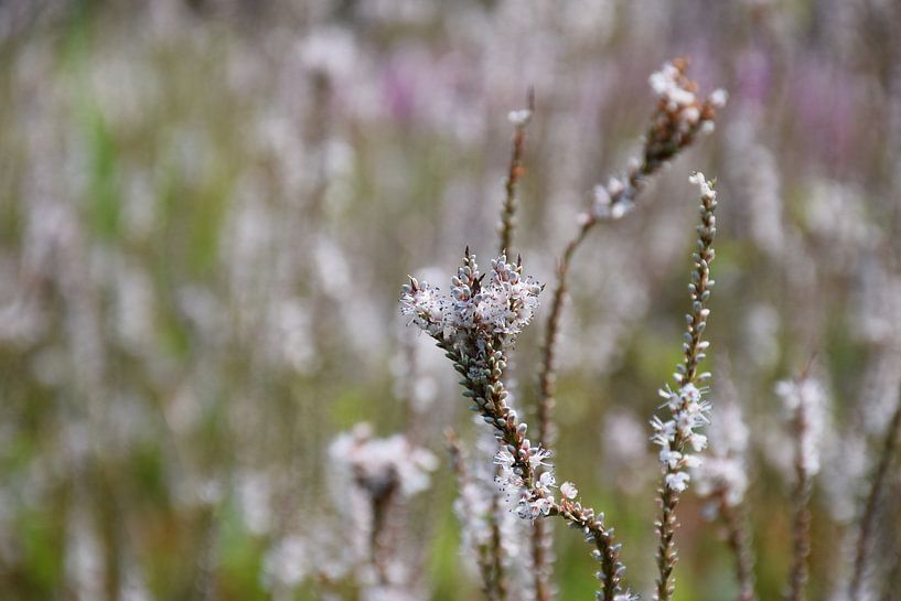 Momente der Gelassenheit von Ingrid de Vos - Boom