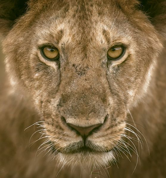 Contact Eyes by Faisal ALnomas