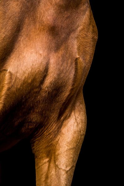 Gros plan sur le cheval 5 par Lina Heirwegh