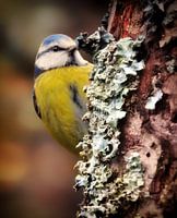 The Blue Tit