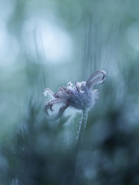 Frosted mystic flower by Mirakels Kiekje