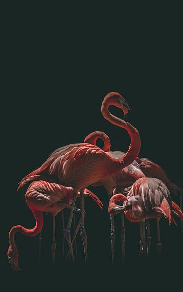 Flamants roses par Truckpowerr