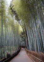 Bamboo Forest Japan I